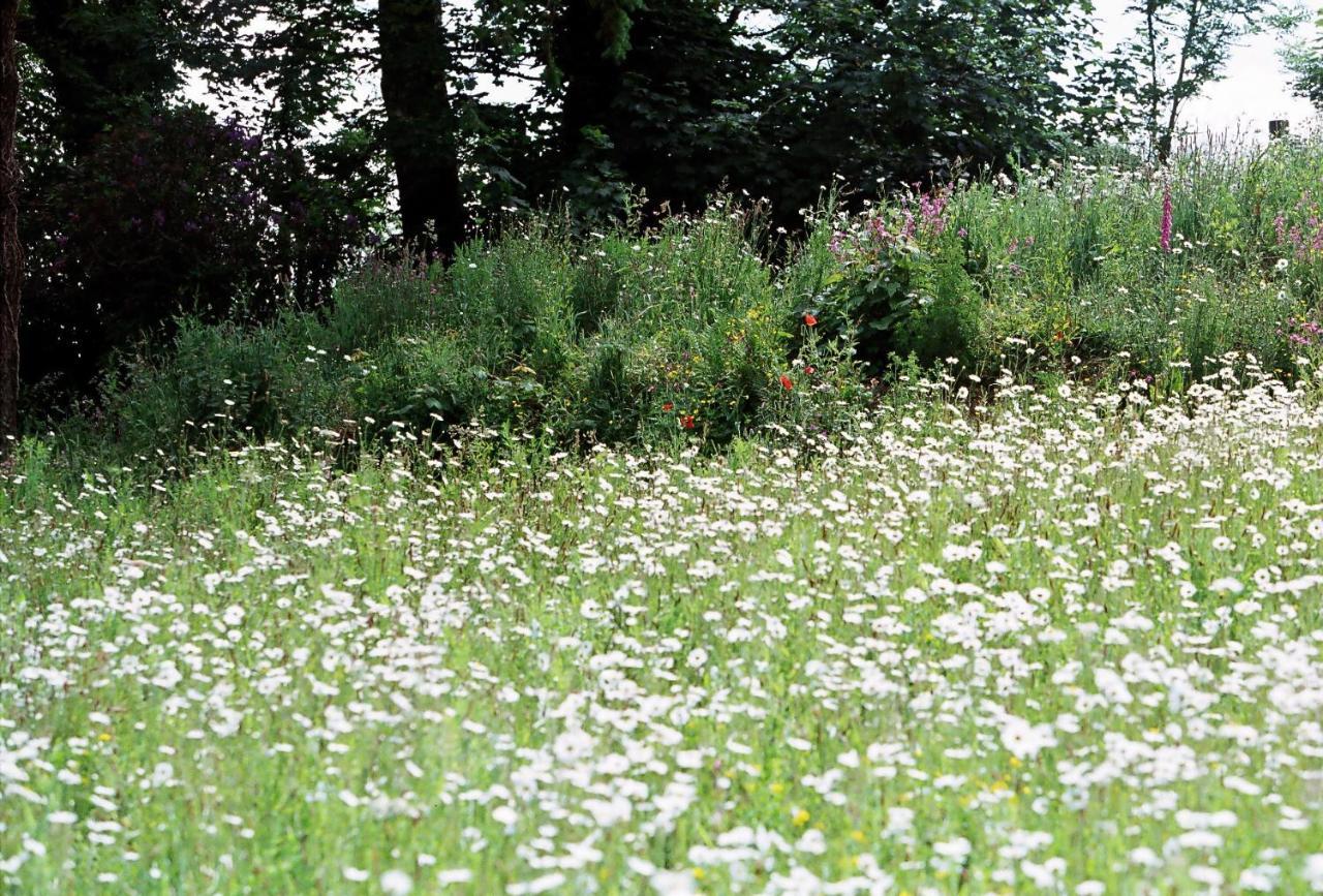 Devon Country Paradise Tavistock  Exteriör bild